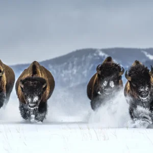David Yarrow, David Yarrow photography, Bills Flying D Ranch, The Bills David Yarrow, David Yarrow bison, bison photography, American bison, buffalo herd, running bison, bison in snow, winter wildlife photography, wildlife fine art photography, fine art wildlife photography, cinematic wildlife photography, action wildlife shot, dynamic motion, snowstorm effect, mountain landscape, Yellowstone style photography, Montana wildlife, Flying D Ranch, American West photography, western wildlife, nature photography print, wildlife wall art, statement photography, collector’s photography, collectible art print, limited edition photography, limited edition print, signed limited edition, rare photography print, museum quality print, gallery edition print, luxury wall art, large scale photography, oversized wall art, interior design art, contemporary photography, investment art, art for collectors, fine art print for sale, photography artwork for sale, gallery fine art print, dramatic perspective, high detail wildlife portrait, PREISS FINE ARTS